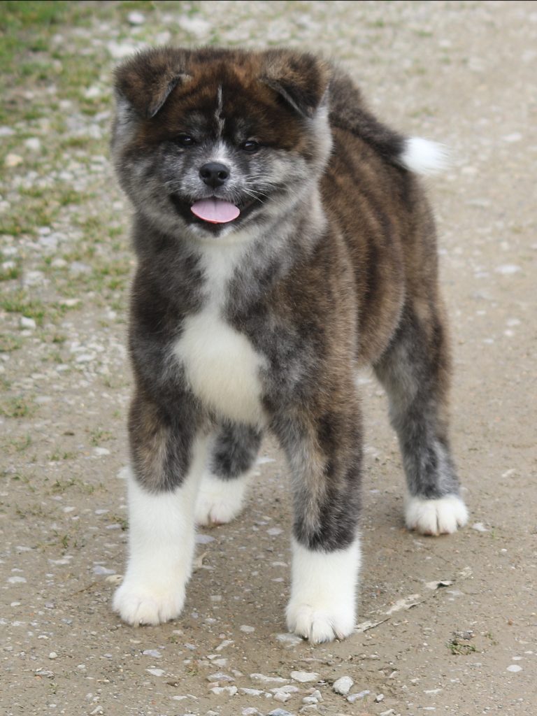 Un nounours, non, un Akita Inu !